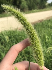 Setaria italica