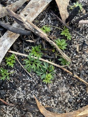 Xanthosia leiophylla