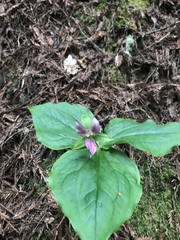 Trillium ovatum ovatum