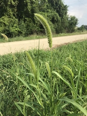 Setaria italica