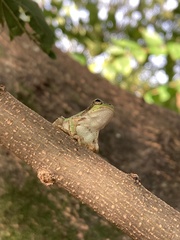 Hyla japonica
