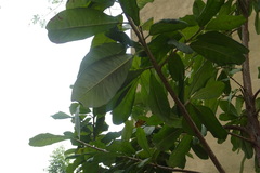 Terminalia kaernbachii