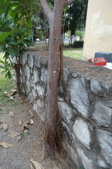 Terminalia kaernbachii