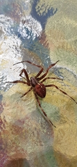 Araneus diadematus
