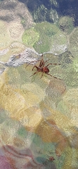 Araneus diadematus
