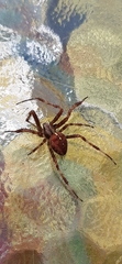 Araneus diadematus