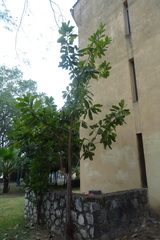 Terminalia kaernbachii