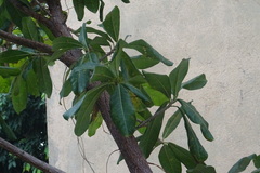 Terminalia kaernbachii