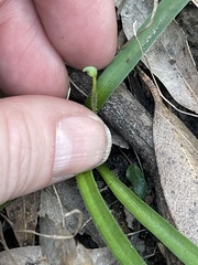 Chamaescilla corymbosa