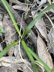 Chamaescilla corymbosa