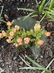 Begonia × hiemalis