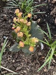 Begonia × hiemalis