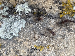 Liometopum apiculatum