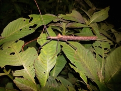 Pseudophasma bispinosum