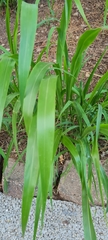 Sorghum × drummondii