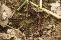 Crematogaster levior