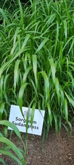 Sorghum × drummondii