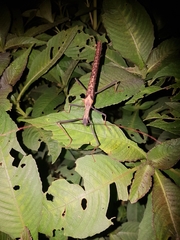 Pseudophasma bispinosum