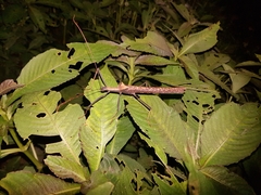 Pseudophasma bispinosum