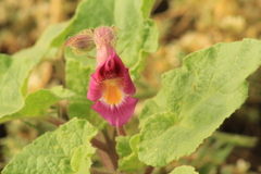 Proboscidea louisianica