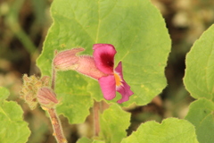 Proboscidea louisianica