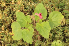 Proboscidea louisianica