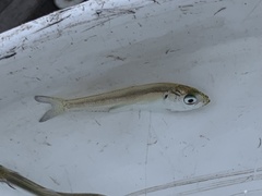 Alosa pseudoharengus