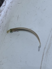 Alosa pseudoharengus