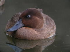 Madagascar Pochard photo 4