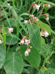 Apocynum androsaemifolium image
