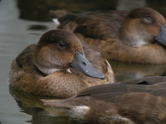 Madagascar Pochard photo 5