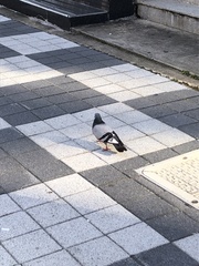 Columba livia domestica