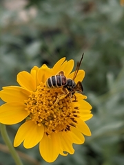 Epinomia