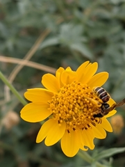 Epinomia
