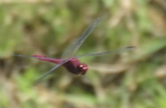 Orthemis macrostigma