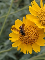 Epinomia