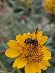 Epinomia