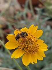 Epinomia