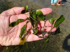 Caulerpa prolifera