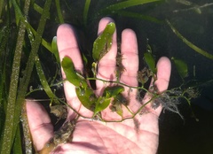 Caulerpa prolifera
