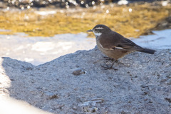 Cinclodes olrogi