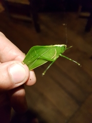 Acropsis tectiformis