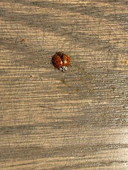 Chelymorpha cassidea