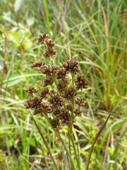 Juncus nevadensis inventus