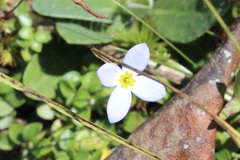 Houstonia serpyllifolia