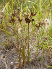 Juncus nevadensis inventus