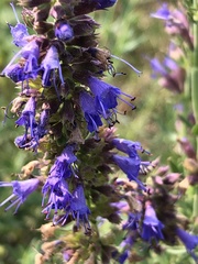 Hyssopus officinalis
