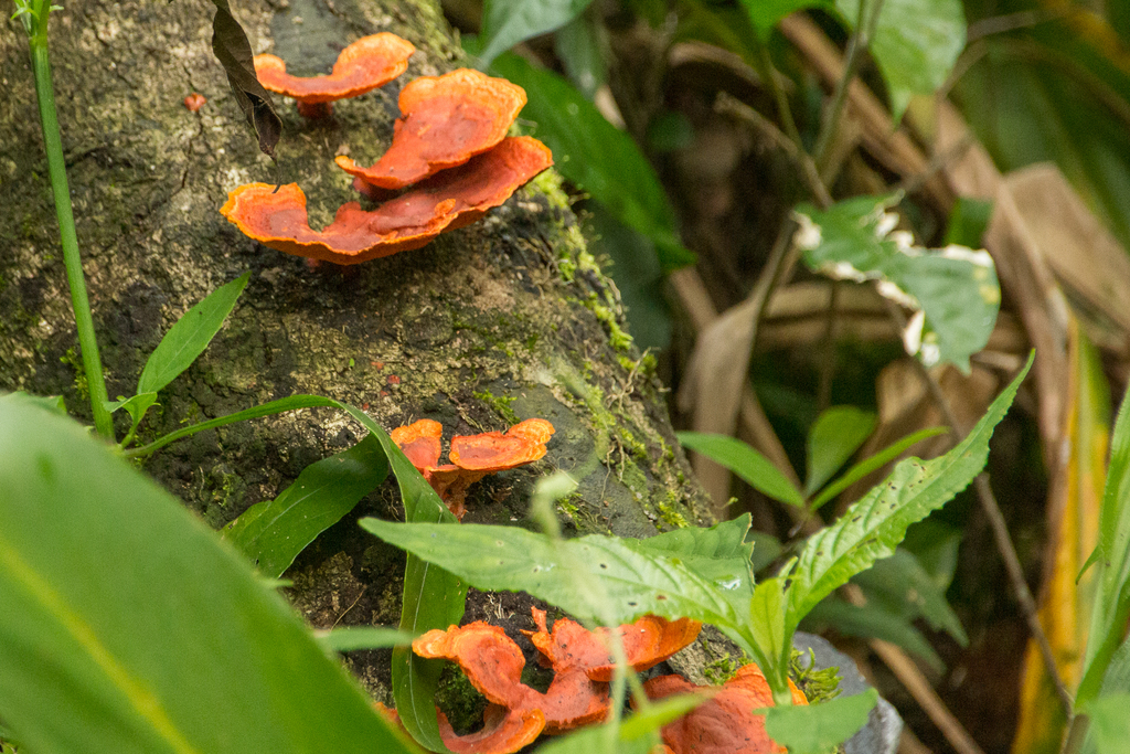 Trametes sanguinea · October 2017 · photo: © alec_mcclay (iNaturalist, cc-by)