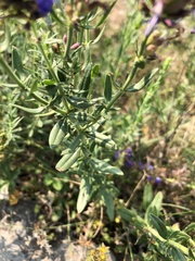 Hyssopus officinalis