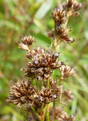 Juncus nevadensis inventus